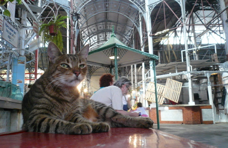 Cat in the Market