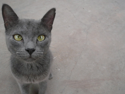 Cat in Grey