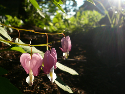 Bleeding Heart Flowers