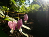 bleeding heart flowers