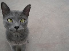 Cat in Grey