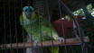 photo of parrot
