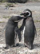 penguins photo