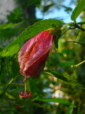 Red Inca Flower