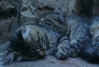 cats sleeping